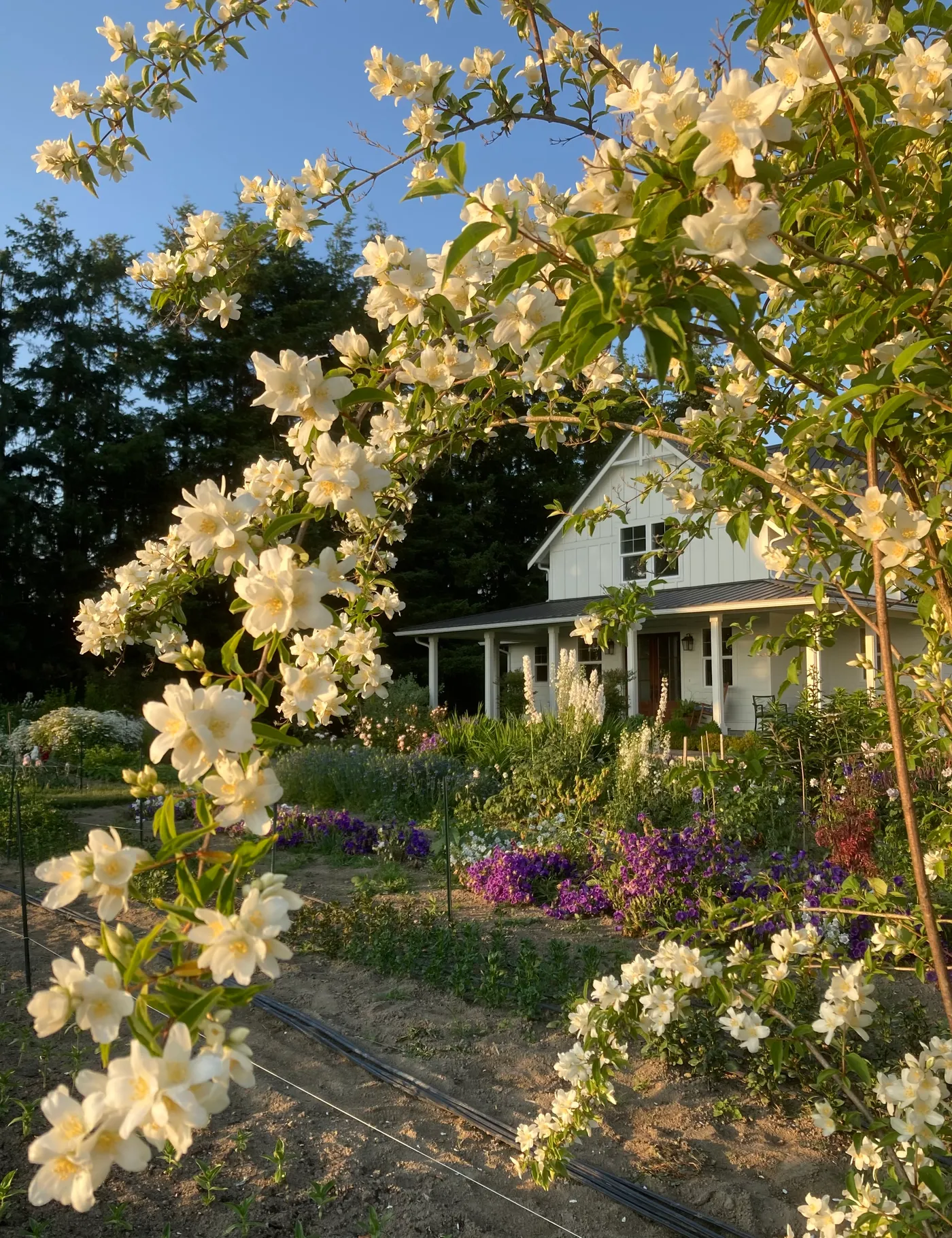 Little Sparrow Farm